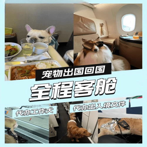 彰化县宠物托运到白俄罗斯宠物入境规定和要求